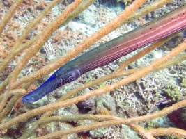 Trumpetfish IMG 7062